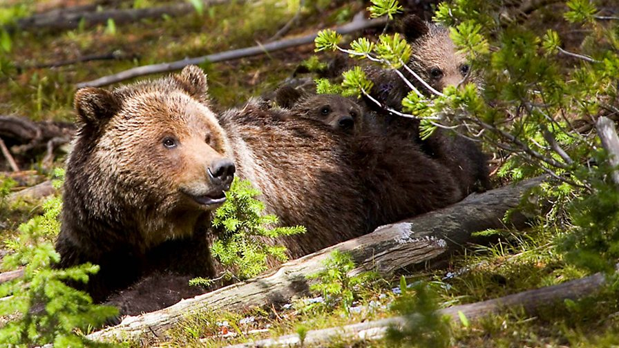 BBC Two Yellowstone Episode Guide - Yellowstone Episode 2 Summer Bbc Documentary Worksheet