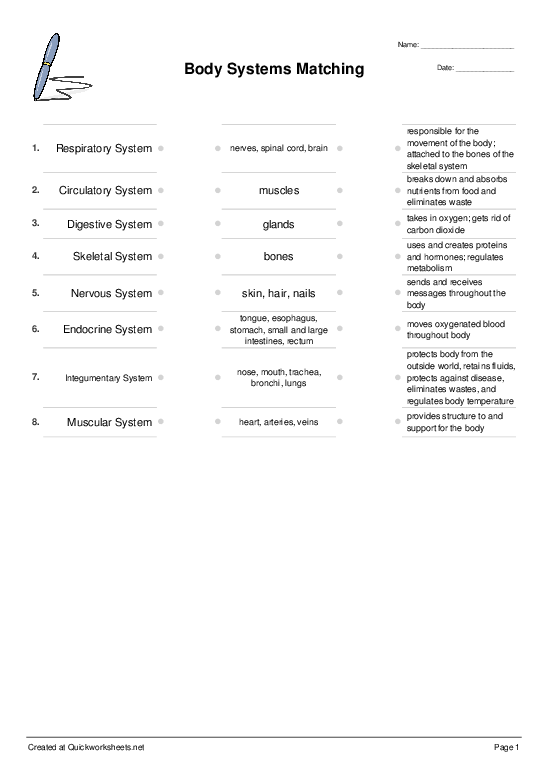 Body Systems Matching Matching Triples Worksheet Quickworksheets - Body Systems Matching Worksheet Summer 2024